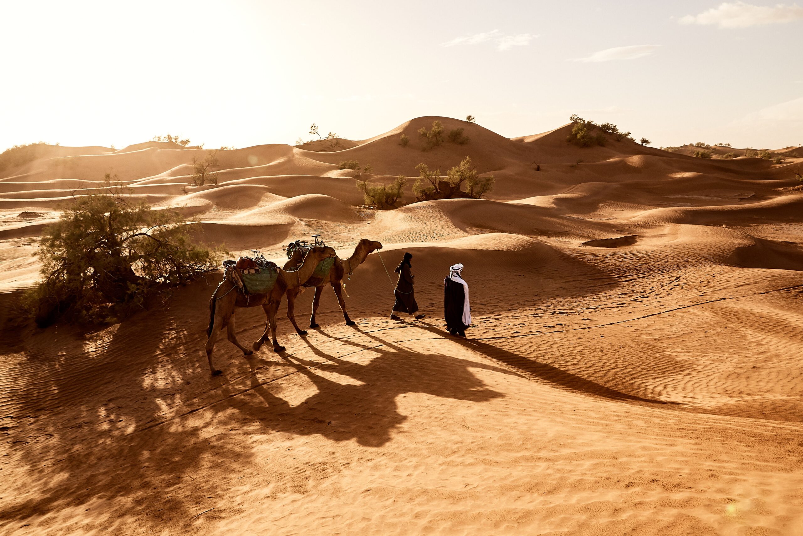 Half-day camel trek at the Marrakech Palm Grove 